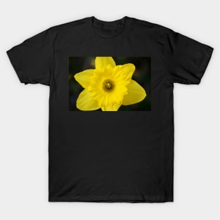 Daffodil (Color) T-Shirt